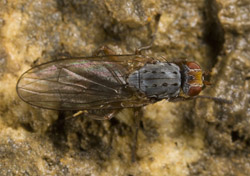 Heleomyza captiosa